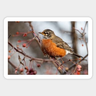 American Robin Sticker